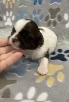 Buzz CKC, a male Shih Tzu for sale in Bedford, IN – Photo 3 of 7