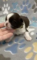 Cali CKC, a female Shih Tzu for sale in Bedford, IN – Photo 2 of 7