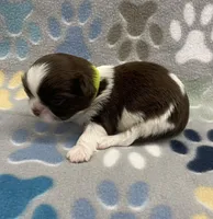 Cali CKC, a female Shih Tzu for sale in Bedford, IN – Photo 5 of 7
