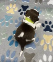 Cali CKC, a female Shih Tzu for sale in Bedford, IN – Photo 6 of 7