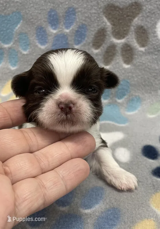 Cali CKC, a female Shih Tzu for sale in Bedford, IN – Photo 1 of 7