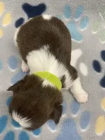 Cali CKC, a female Shih Tzu for sale in Bedford, IN – Photo 7 of 7