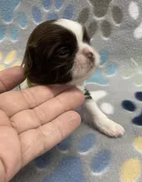 Cali CKC, a female Shih Tzu for sale in Bedford, IN – Photo 3 of 7