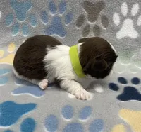 Cali CKC, a female Shih Tzu for sale in Bedford, IN – Photo 4 of 7