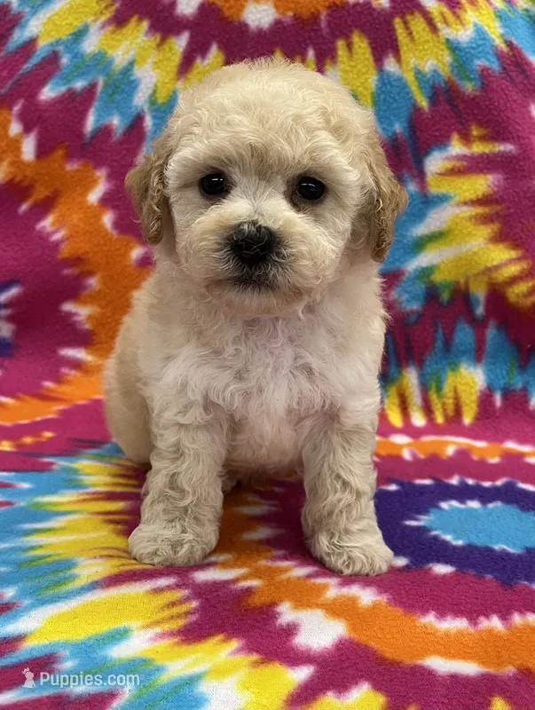 Mack CKC – Poochon puppy for sale in Bedford, IN