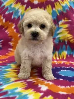 Mack CKC, a male Poochon for sale in Bedford, IN – 1 of 6