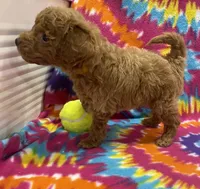 Rocky mini, a male Miniature Goldendoodle for sale in Bedford, IN – 5 of 6