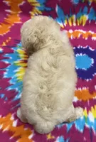Mack CKC, a male Poochon for sale in Bedford, IN – 3 of 6