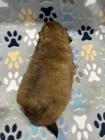 Rilee CKC, a female Shihpoo for sale in Bedford, IN – 3 of 5
