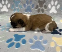 Otto CKC, a male Shih Tzu for sale in Bedford, IN – Photo 5 of 7