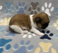 Otto CKC, a male Shih Tzu for sale in Bedford, IN – Photo 4 of 7