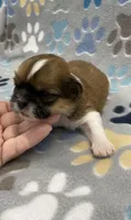 Otto CKC, a male Shih Tzu for sale in Bedford, IN – Photo 6 of 7