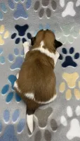 Otto CKC, a male Shih Tzu for sale in Bedford, IN – Photo 3 of 7