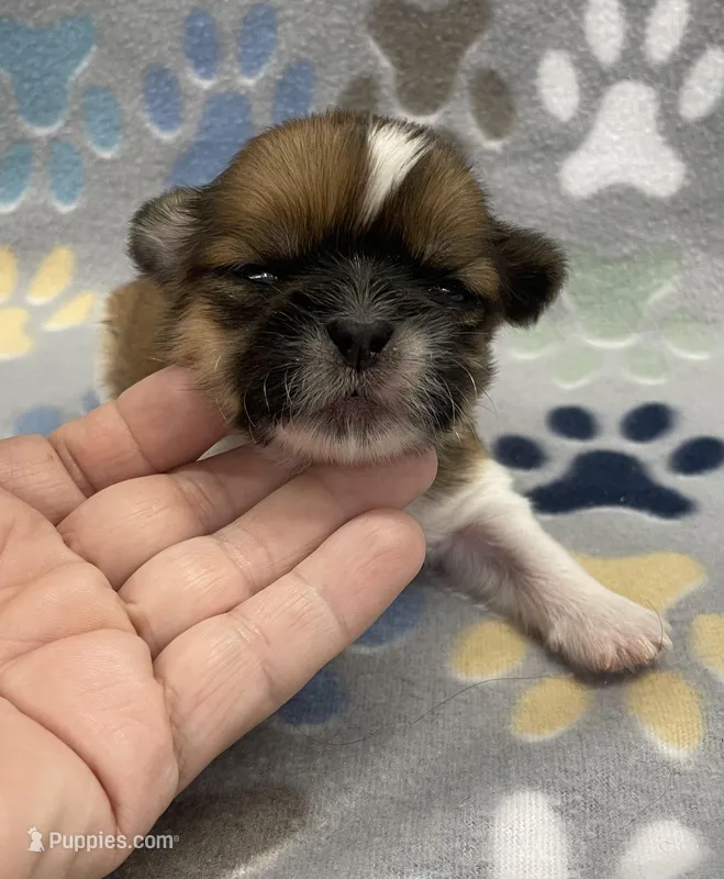 Otto CKC, a male Shih Tzu for sale in Bedford, IN – Photo 1 of 7