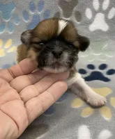 Otto CKC, a male Shih Tzu for sale in Bedford, IN – Photo 1 of 7