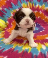 Bean CKC, a female Shih Tzu for sale in Bedford, IN – 2 of 8