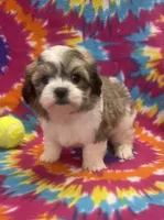 Peanut CKC, a male Shichon for sale in Bedford, IN – 2 of 8