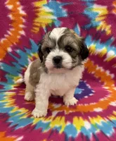 Peanut CKC, a male Shichon for sale in Bedford, IN – 2 of 6
