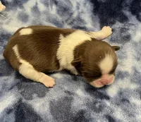 Cali CKC, a female Shih Tzu for sale in Bedford, IN – Photo 3 of 7