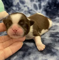 Cali CKC, a female Shih Tzu for sale in Bedford, IN – Photo 4 of 7