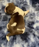 Cali CKC, a female Shih Tzu for sale in Bedford, IN – Photo 6 of 7