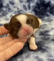 Cali CKC, a female Shih Tzu for sale in Bedford, IN – Photo 1 of 7