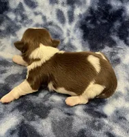 Cali CKC, a female Shih Tzu for sale in Bedford, IN – Photo 7 of 7