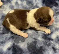 Cali CKC, a female Shih Tzu for sale in Bedford, IN – Photo 2 of 7