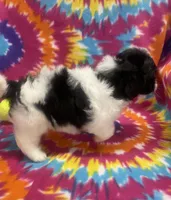 Arlo CKC, a male Shichon for sale in Bedford, IN – 9 of 9