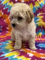 Mack CKC, a male Poochon for sale in Bedford, IN – 4 of 6