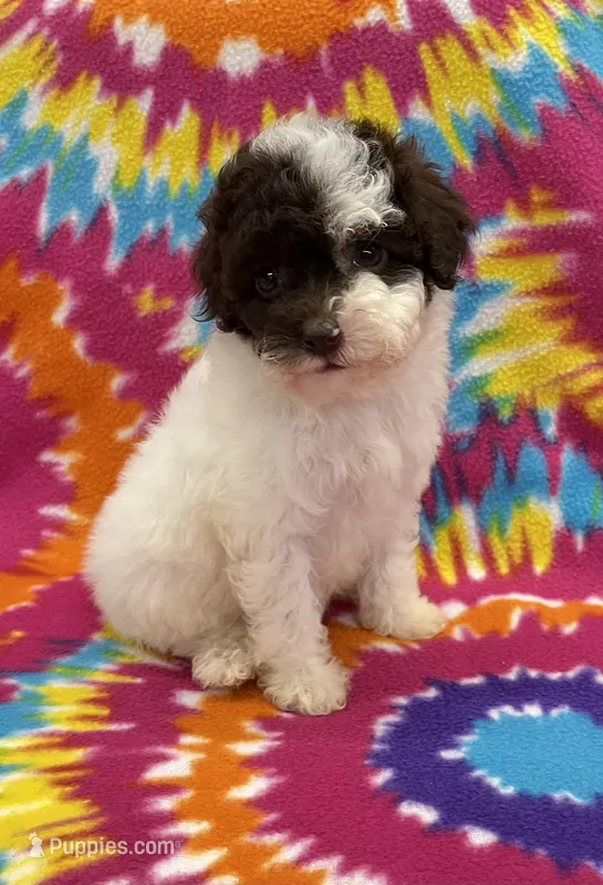 Molly CKC – Poodle - Toy  puppy for sale in Bedford, IN