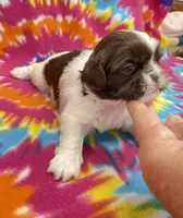 Elsa CKC, a female Shih Tzu for sale in Bedford, IN – 3 of 7