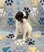 Honey, a female Poodle - Miniature  for sale in Bedford, IN – 4 of 4