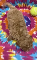 Ziggy mini, a male Miniature Goldendoodle for sale in Bedford, IN – 5 of 5