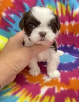 Demi CKC, a female Shih Tzu for sale in Bedford, IN – 3 of 6