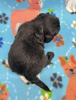 Scout CKC, a male Shihpoo for sale in Bedford, IN – 5 of 6