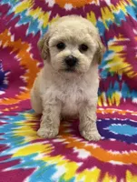 Mack CKC, a male Poochon for sale in Bedford, IN – 2 of 6