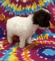 Molly CKC, a female Poodle - Toy  for sale in Bedford, IN – 5 of 6