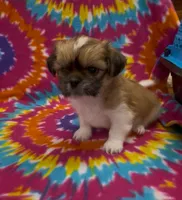 Otto CKC, a male Shih Tzu for sale in Bedford, IN – 2 of 6