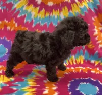 Gigi CKC, a female Poodle - Toy  for sale in Bedford, IN – 6 of 6