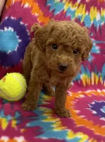 Rocky mini, a male Miniature Goldendoodle for sale in Bedford, IN – 4 of 6