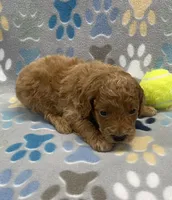 Ranger mini, a male Miniature Goldendoodle for sale in Bedford, IN – Photo 3 of 5