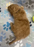 Ranger mini, a male Miniature Goldendoodle for sale in Bedford, IN – Photo 5 of 5