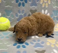 Ranger mini, a male Miniature Goldendoodle for sale in Bedford, IN – Photo 2 of 5