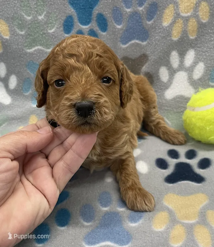 Ranger mini – Miniature Goldendoodle puppy for sale in Bedford, IN