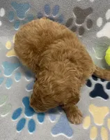 Ranger mini, a male Miniature Goldendoodle for sale in Bedford, IN – Photo 4 of 5