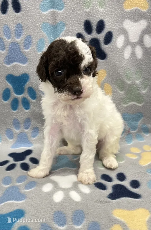 Honey – Poodle - Miniature  puppy for sale in Bedford, IN
