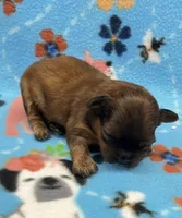 Rilee CKC, a female Shihpoo for sale in Bedford, IN – 2 of 6