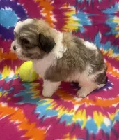 Peanut CKC, a male Shichon for sale in Bedford, IN – 6 of 8