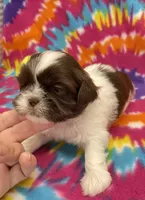 Elsa CKC, a female Shih Tzu for sale in Bedford, IN – 2 of 7